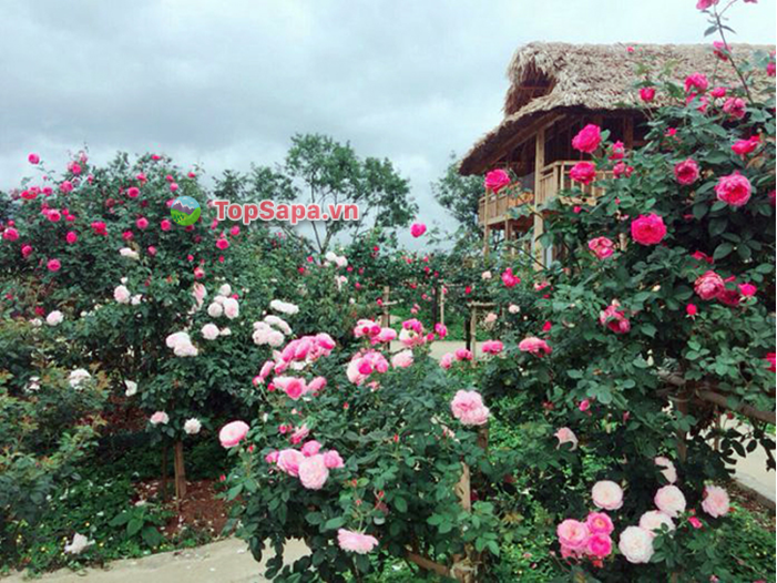 Vườn hồng - Vườn Vô Cực Sapa